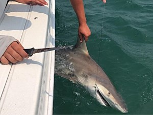 Blacktip shark